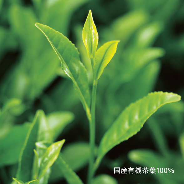 10円基金対象】カテキングリーン健康緑茶 内容量：1箱(1g×40袋)：Amway