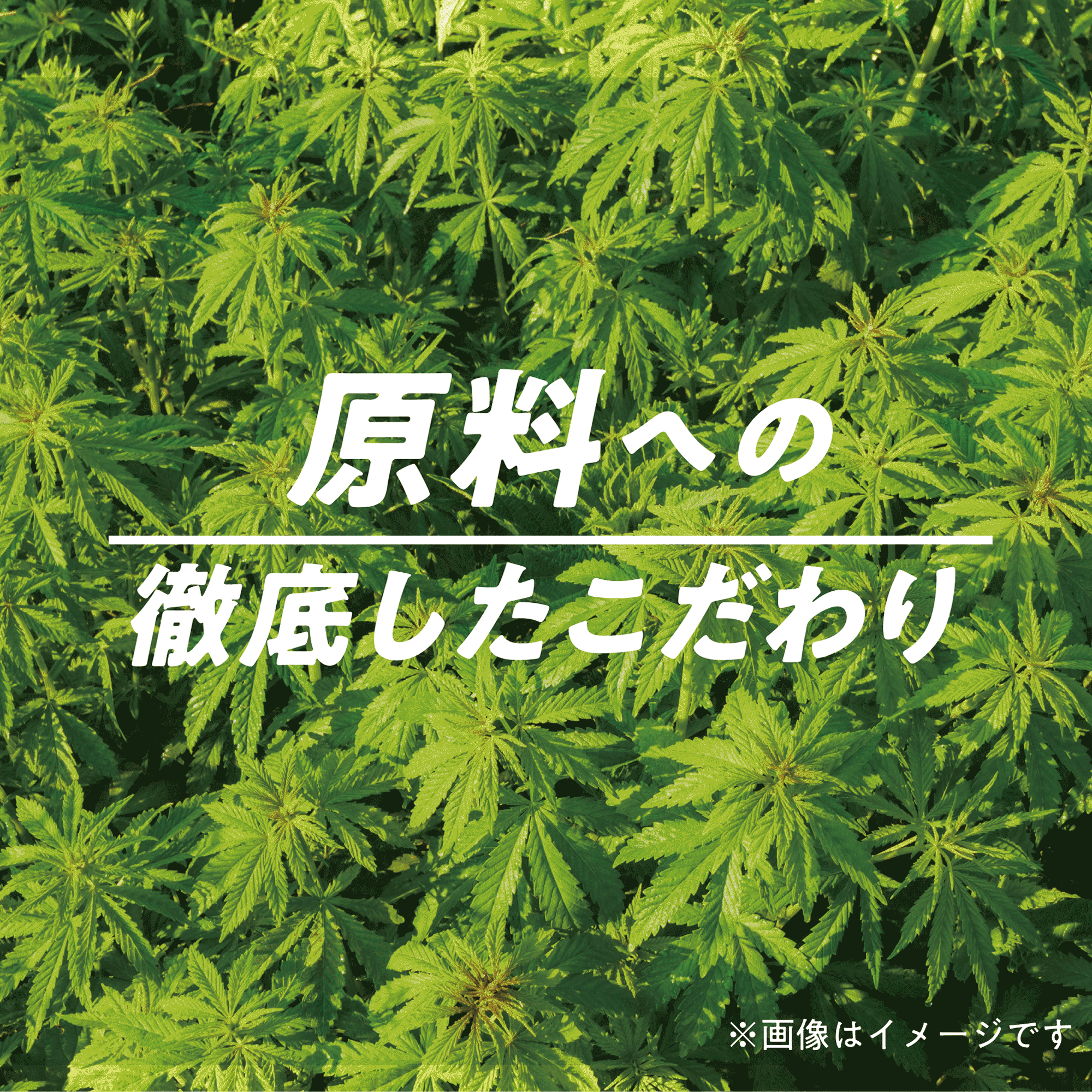 シービィーディー スプレー) ：Amway(日本アムウェイ) | amwaylive