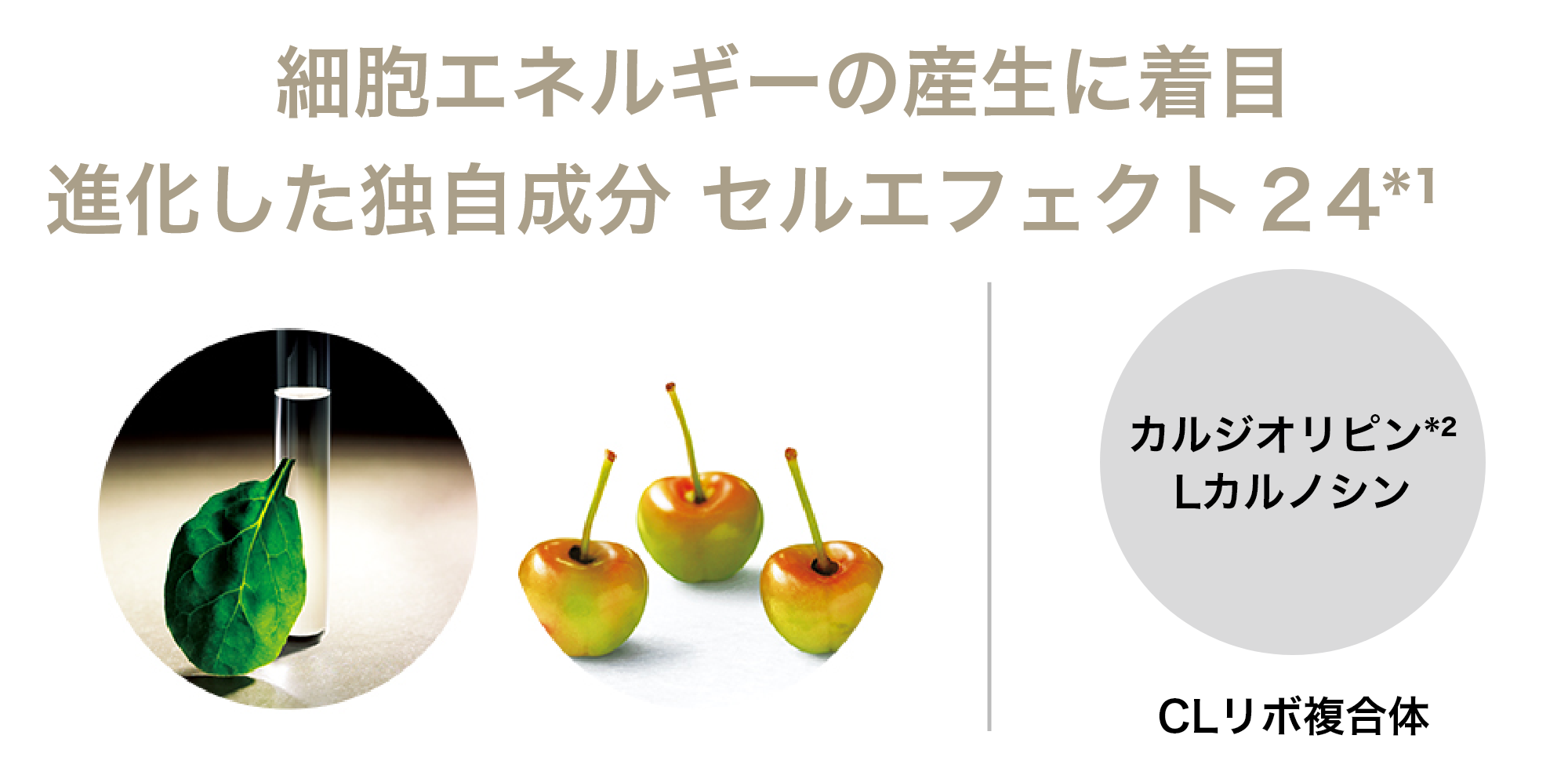 アムウェイ シュプリームLX シュプリーム LX クリーム) ：Amway(日本アムウェイ) | amwaylive
