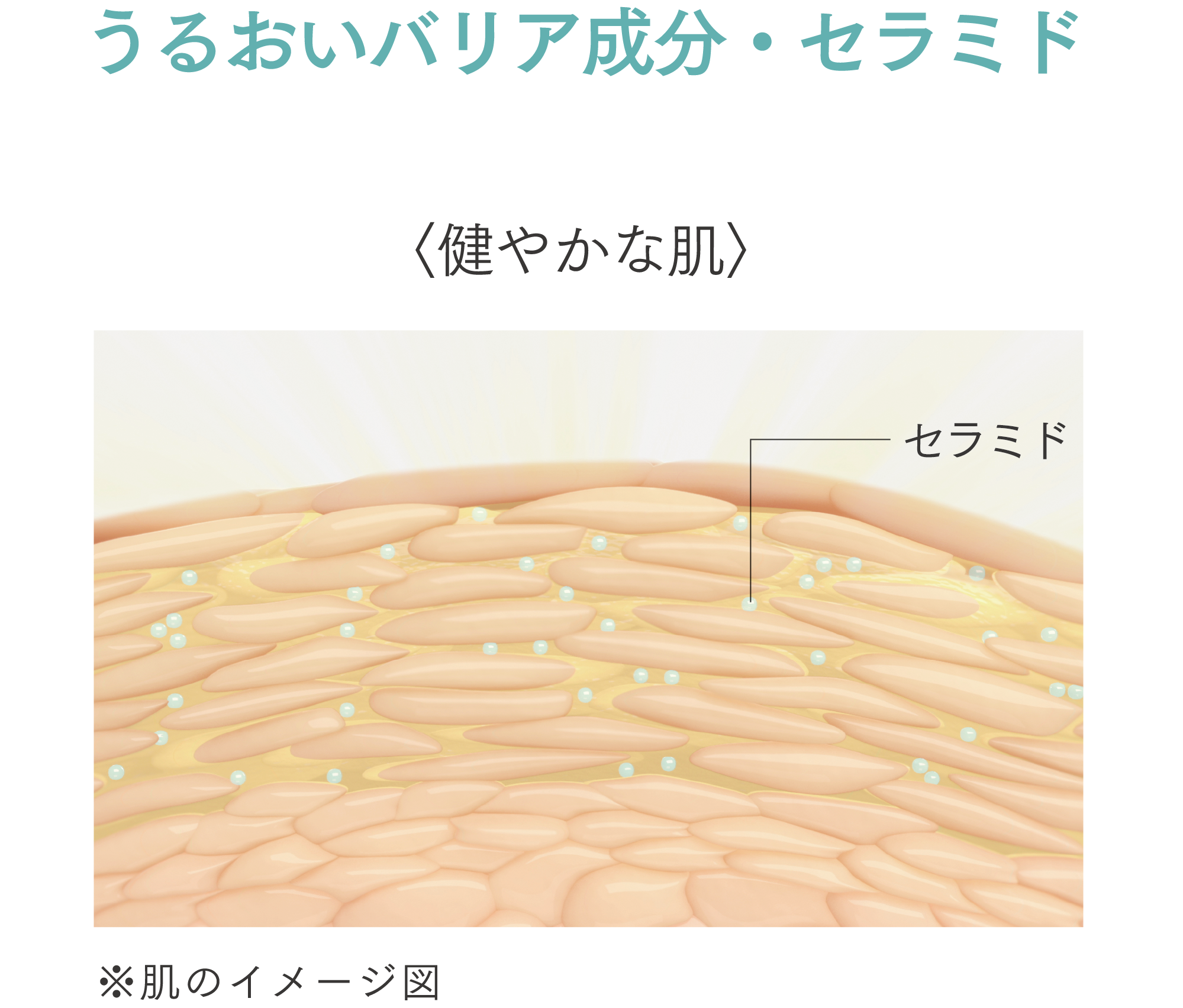TRUVIVITYトゥルーアクア サプリメント) ：Amway(日本